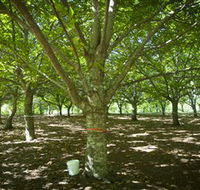 Sassafras Nuts - Perth Resorts