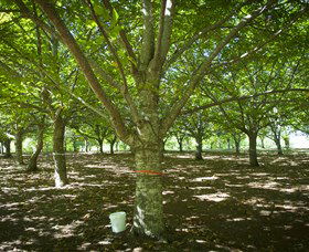 Sassafras Nuts - Perth Resorts 0