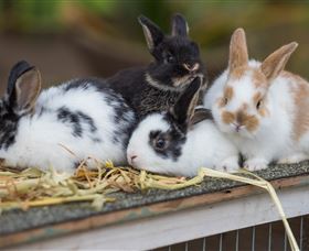 Amazement Farm And Fun Park / Cafe And Farmstay Accommodation - Accommodation Perth 2