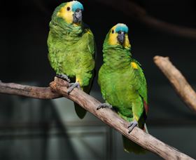 Amazement Farm And Fun Park / Cafe And Farmstay Accommodation - Accommodation Perth 7