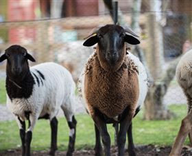 Amazement Farm And Fun Park / Cafe And Farmstay Accommodation - Accommodation Perth 4