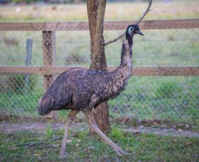 Amazement Farm And Fun Park / Cafe And Farmstay Accommodation - Accommodation Perth 6