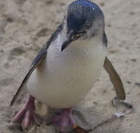 Penguin Island Boardwalks and Walk Trail - Accommodation Perth