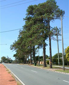 Anzac Memorial Avenue, Redcliffe - Accommodation Perth 1