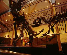 Australian Museum - Accommodation Perth 1