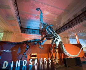 Australian Museum - Accommodation Perth 0