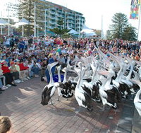 Pelican Feeding - Accommodation Perth