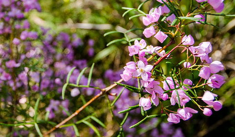 Barren Grounds Nature Reserve - Accommodation Perth 2