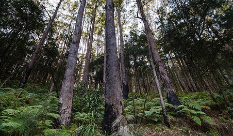 Hastings Forest Way Touring Route - Perth Resorts 2