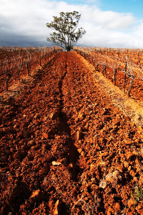 Tyrrells Vineyards - Accommodation Perth 3
