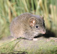 Munmorah State Conservation Area - Accommodation Perth