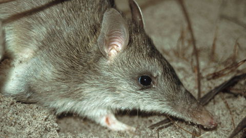 Glenrock State Conservation Area - Accommodation Perth 2