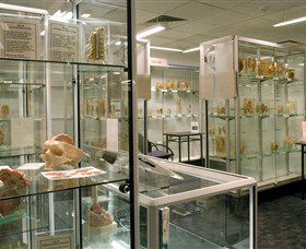 Museum Of Human Disease - Accommodation Perth 0