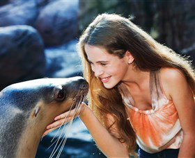 Sea Life Sunshine Coast - Accommodation Perth 1