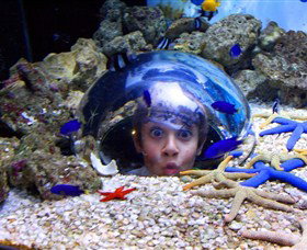 Sea Life Sunshine Coast - Accommodation Perth 0