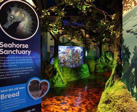 Sea Life Sunshine Coast - Accommodation Perth 3