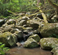 Booyong walking track - Accommodation Perth