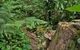 Red Cedar Loop - thumb 1