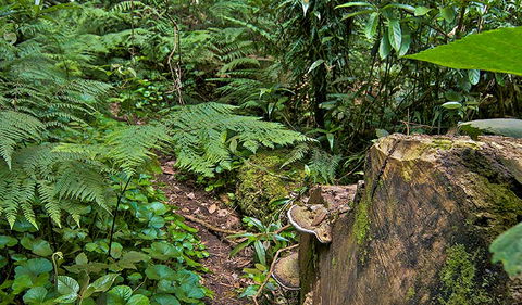Red Cedar Loop - Accommodation Perth 1