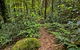 Red Cedar Loop - thumb 3