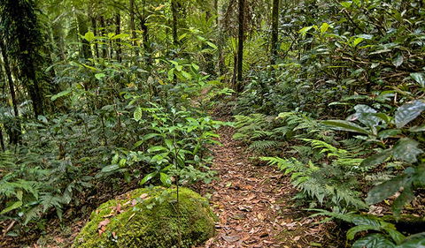 Red Cedar Loop - Accommodation Perth 3
