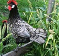 Merry Maidens Veggies - Accommodation Perth