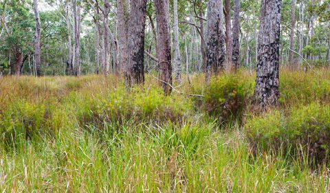 Narrawallee Inlet Walking Track - Accommodation Perth 0