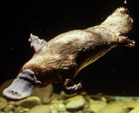 Platypus Pool - Accommodation Perth 0