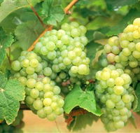 Red Tail Wines - Accommodation Perth