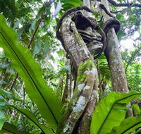 Tamborine Rainforest Skywalk - Accommodation Perth