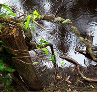 Mogo Bushwalk - Accommodation Perth