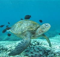 Flinders Reef Dive Site - Accommodation Perth