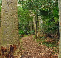Depot Beach Rainforest walk - Accommodation Perth