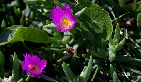 Murramarang Aboriginal Area - Accommodation Perth 3