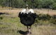 Glen Ian Ostrich And Emu Farm - thumb 1