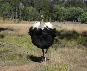 Glen Ian Ostrich And Emu Farm - Accommodation Perth 1