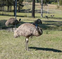 Glen Ian Ostrich and Emu Farm - Accommodation Perth
