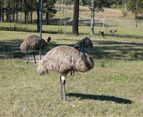 Glen Ian Ostrich And Emu Farm - Accommodation Perth 0