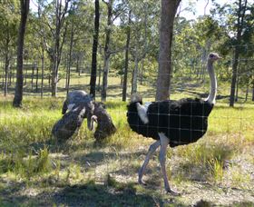 Glen Ian Ostrich And Emu Farm - Accommodation Perth 2