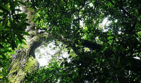 Wollumbin National Park - Accommodation Perth 1
