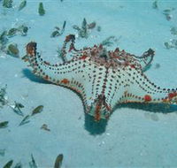 The Pines Dive Site - Accommodation Perth