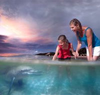 Tangalooma Dolphin Feeding - Accommodation Perth