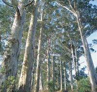 The Great Forest Trees Drive - Accommodation Perth