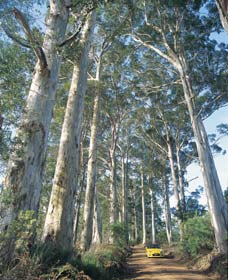 The Great Forest Trees Drive - Accommodation Perth 0