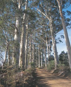 The Great Forest Trees Drive - Accommodation Perth 1