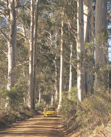 The Great Forest Trees Drive - Accommodation Perth 2