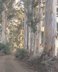 The Great Forest Trees Drive - Accommodation Perth 3