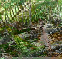 Wollumbin-Mount Warning National Park - Accommodation Perth