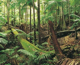 Wollumbin-Mount Warning National Park - Accommodation Perth 0