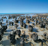 Hamelin Pool Stromatolites - Accommodation Perth